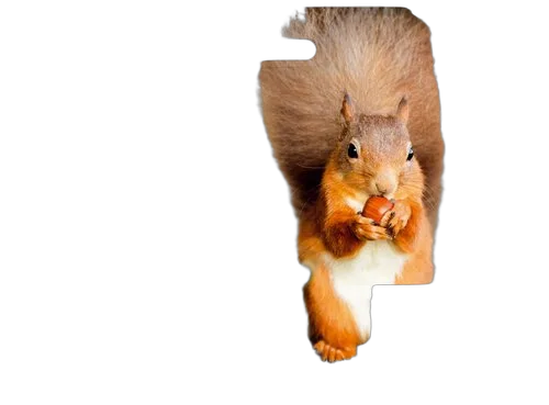 Epson Ink/378XL+478XL Squirrel CMYKRG — vue 1