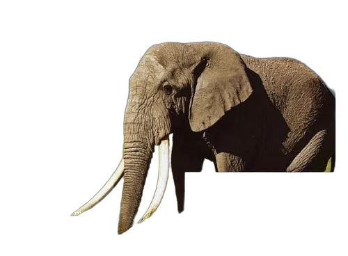 Epson Ink/24 Elephant CLcMLmYK SEC — vue 1