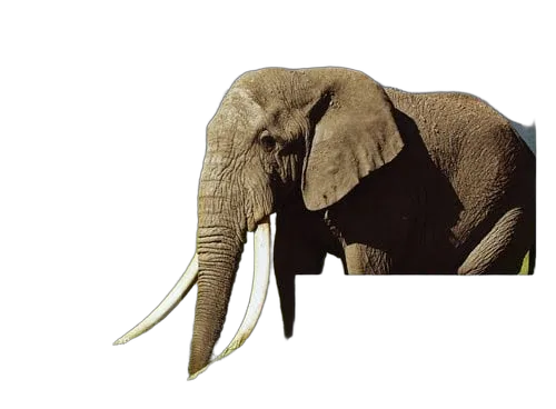 Epson Ink/24 Elephant CLcMLmYK — vue 4