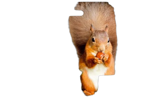Epson Ink/378 Squirrel CLcMLmYK SEC — vue 1