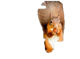 Epson Ink/378XL+478XL Squirrel CMYKRG