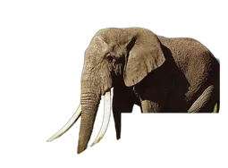 Epson Ink/24 Elephant CLcMLmYK SEC