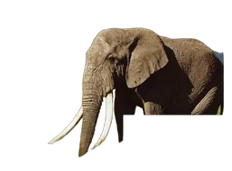 Epson Ink/24 Elephant CLcMLmYK